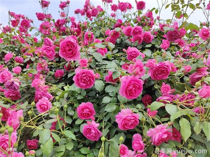 如何打造一面月季花墙?(图2) 如何打造一面月季花墙?(图2)