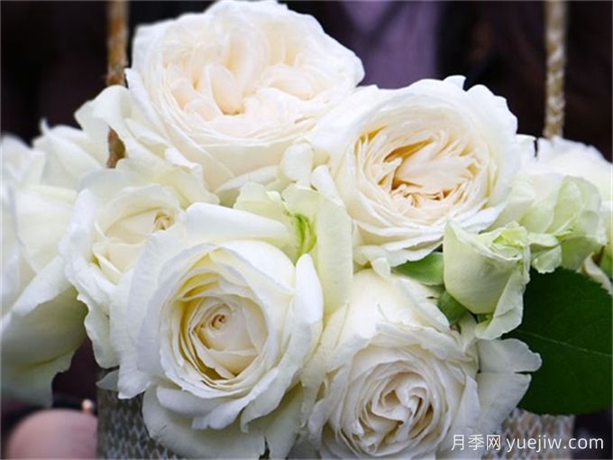 推荐10种洁白无瑕的白色月季品种,梦幻美丽(图2) 推荐10种洁白无瑕的白色月季品种,梦幻美丽(图2)