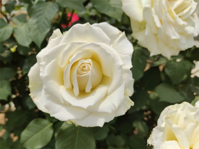 推荐10种洁白无瑕的白色月季品种,梦幻美丽(图1) 推荐10种洁白无瑕的白色月季品种,梦幻美丽(图1)