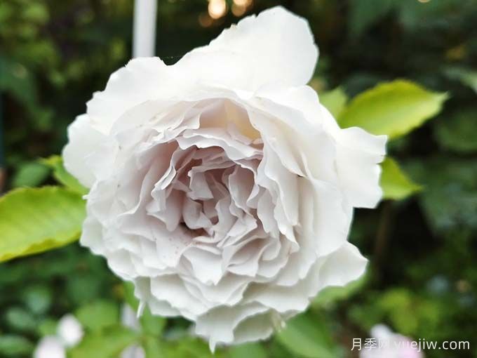 推荐10种洁白无瑕的白色月季品种,梦幻美丽(图5) 推荐10种洁白无瑕的白色月季品种,梦幻美丽(图5)