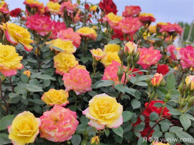 月季推荐,藤彩虹月季(图1) 月季推荐,藤彩虹月季(图1)