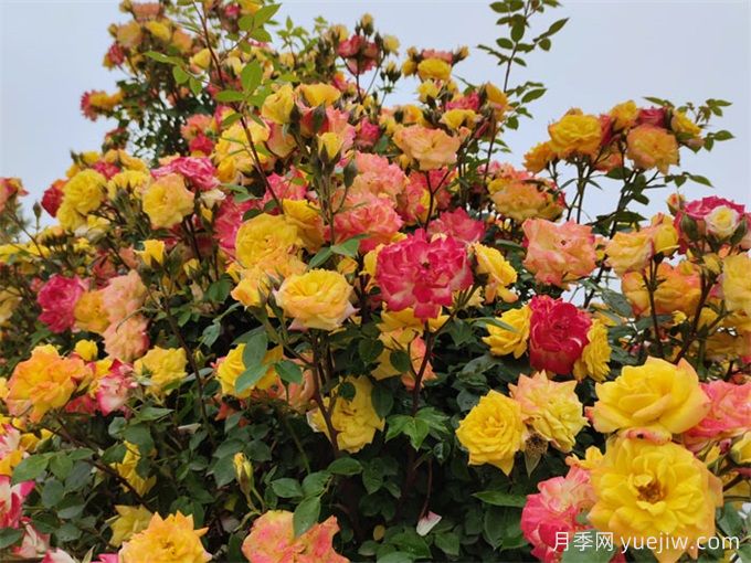 月季推荐,藤彩虹月季(图2) 月季推荐,藤彩虹月季(图2)