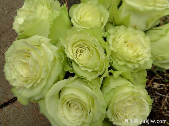 月季推荐，柠檬水月季(图2)