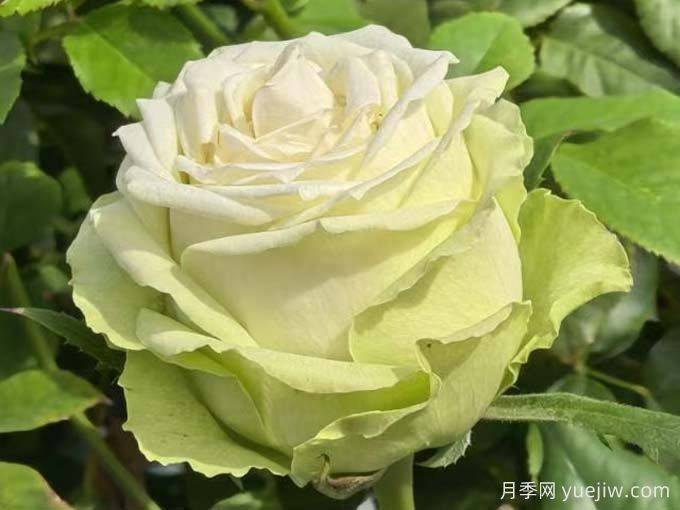 月季推荐，浪漫格林月季(图2)