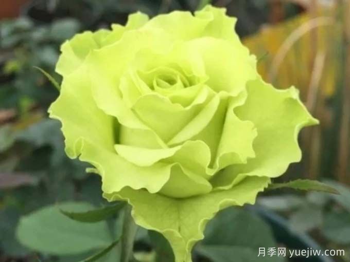 月季推荐,超级绿色月季(图1) 月季推荐,超级绿色月季(图1)