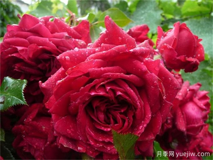  月季推荐，玫瑰国度的天使月季(图1)