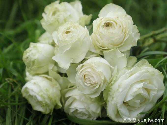  月季推荐，若菜月季(图1)