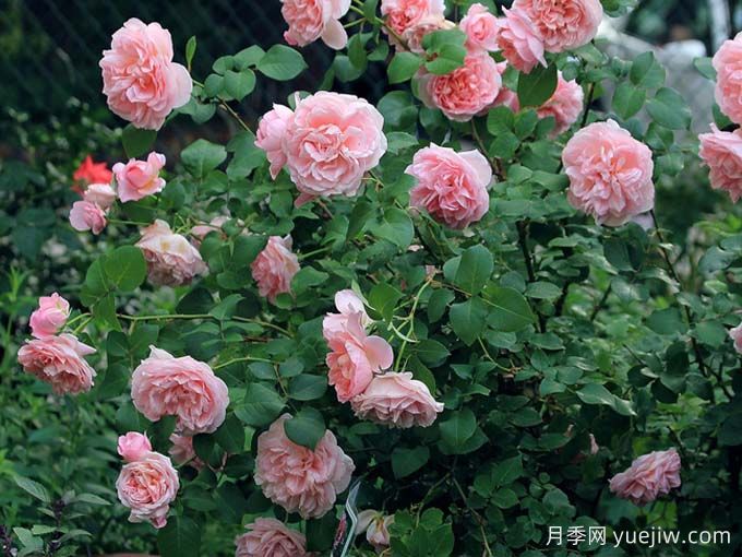 月季推荐,舍农索城堡的女人月季(图2) 月季推荐,舍农索城堡的女人月季(图2)