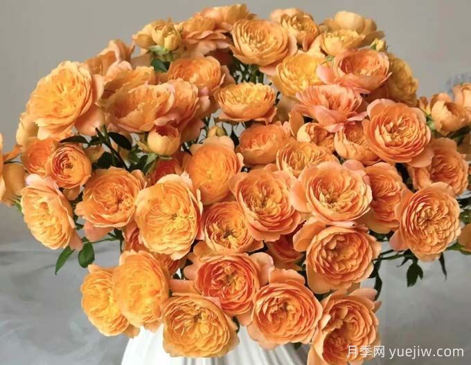 有一种玫瑰叫果汁泡泡月季(图1) 月季百科:果汁泡泡月季(图1)