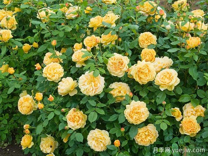 黄金庆典月季,世界上最壮观的月季(图3) 黄金庆典月季,世界上最壮观的月季(图3)