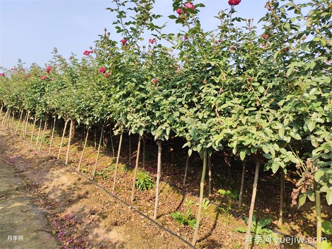 根据全国耐寒区位图,12月月季养护我们该做点啥?(图1) 根据全国耐寒区位图,12月月季养护我们该做点啥?(图1)