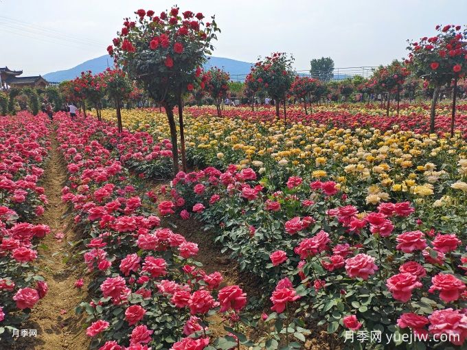 花中皇后——月季(图2) 花中皇后——月季(图2)