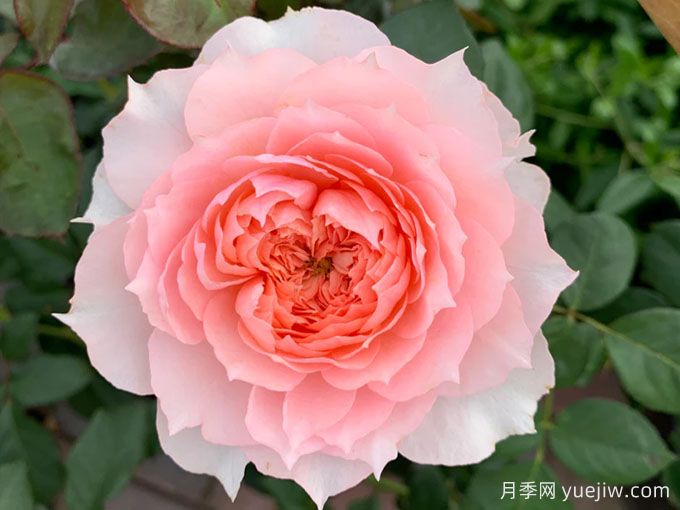 莫妮卡戴维月季冬季养护(图1) 莫妮卡戴维月季冬季养护(图1)