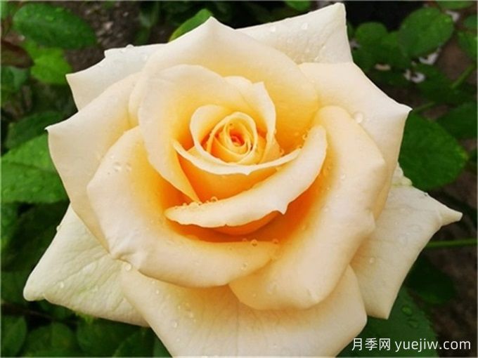 月季推荐,蜜桃雪山月季(图1) 月季推荐,蜜桃雪山月季(图1)