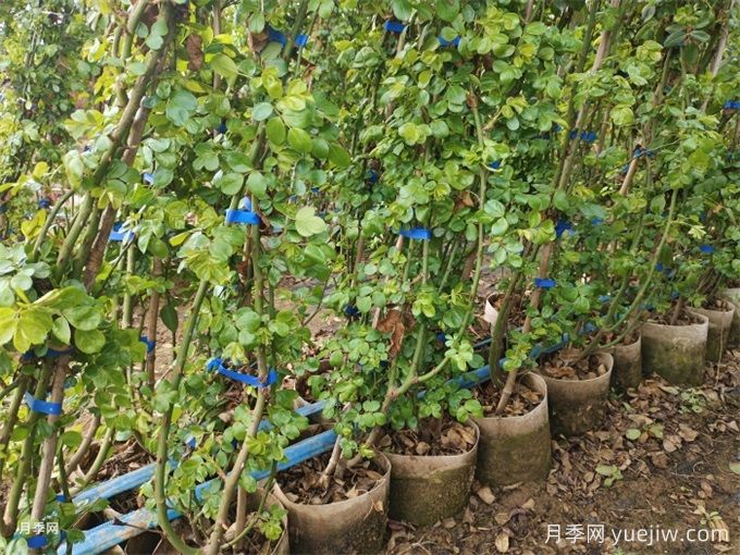 降温了,秋冬季月季笋芽该剪吗?(图1) 降温了,秋冬季月季笋芽该剪吗?(图1)