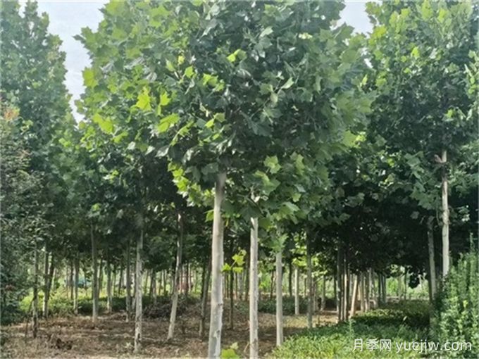 园林人必知,世界五大行道树!(图2) 园林人必知,世界五大行道树!(图2)