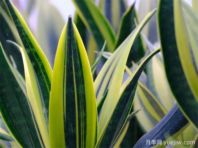 9款百搭好养的虎皮兰,你喜欢哪一款?(图1) 9款百搭好养的虎皮兰,你喜欢哪一款?(图1)