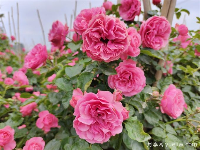 粉色达芬奇,阳台党也能拥有的小型藤本月季(图1) 粉色达芬奇,阳台党也能拥有的小型藤本月季(图1)