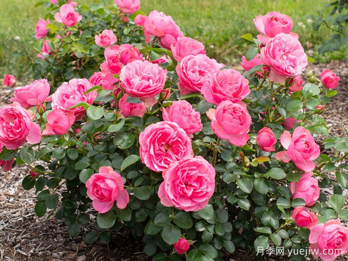 粉色达芬奇,阳台党也能拥有的小型藤本月季(图2) 粉色达芬奇,阳台党也能拥有的小型藤本月季(图2)