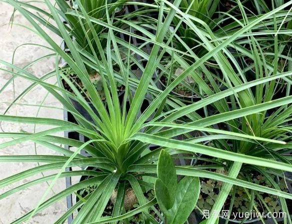 吉祥草的种植方法和注意事项(图1) 吉祥草的种植方法和注意事项(图1)