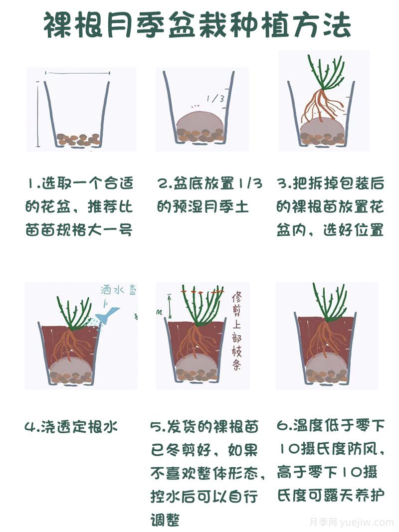 月季裸根苗的优点?裸根月季如何种植?(图2) 月季裸根苗的优点?裸根月季如何种植?(图2)