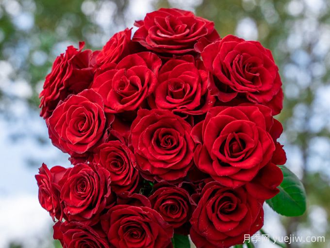 高原红月季,花期长观赏价值高的月季(图1) 高原红月季,花期长观赏价值高的月季(图1)