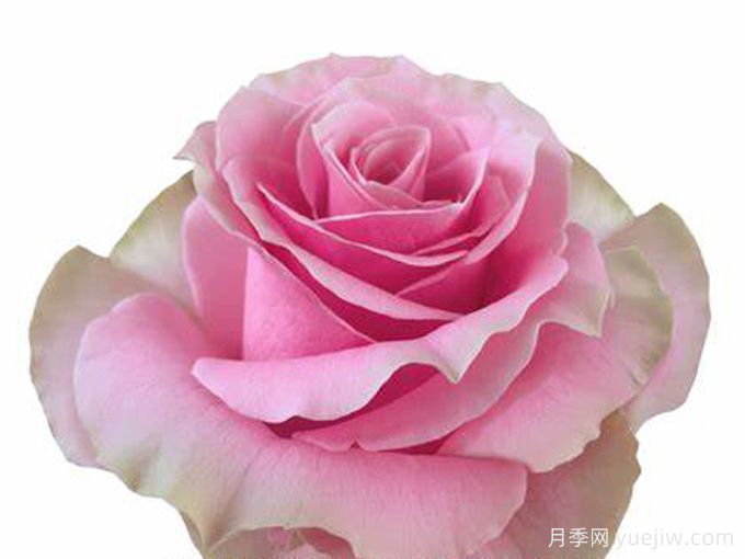 焦点月季/甜蜜梦境(图1) 焦点月季/甜蜜梦境(图1)