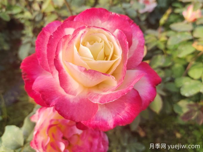 你知道你的生日玫瑰是什么吗?生日月季(图1) 你知道你的生日玫瑰是什么吗?生日月季(图1)