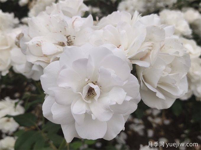 你知道你的生日玫瑰是什么吗?生日月季(图2) 你知道你的生日玫瑰是什么吗?生日月季(图2)