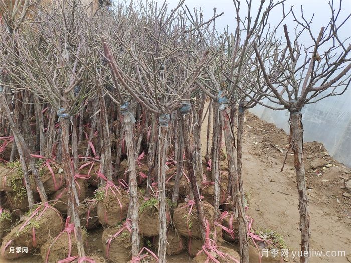 一月园林植物养护管理技术要点(图1)