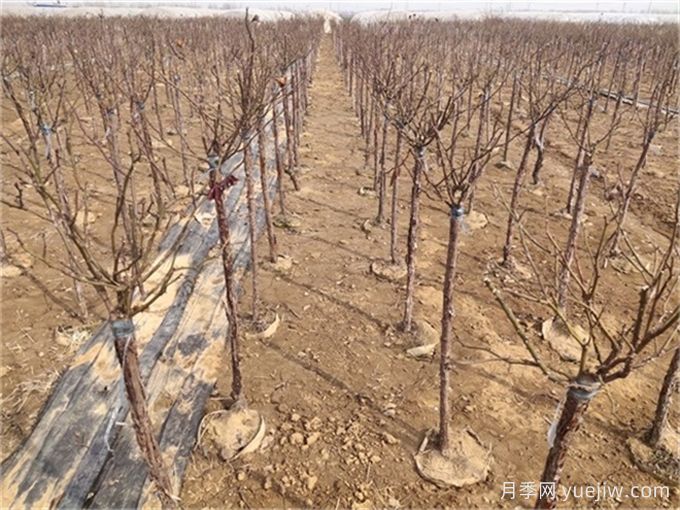 做好这些准备,月季冬剪事半功倍(图2) 做好这些准备,月季冬剪事半功倍(图2)