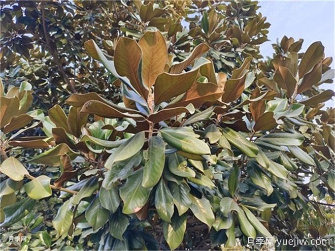 北方园林常用乔灌木图鉴(图1) 北方园林常用乔灌木图鉴(图1)