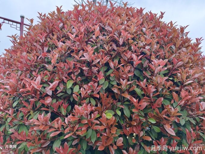 北方园林常用乔灌木图鉴(图8) 北方园林常用乔灌木图鉴(图8)