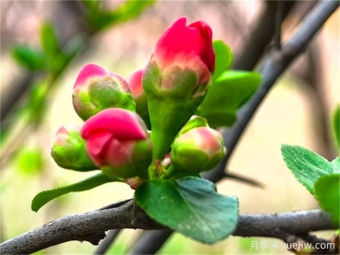 北方园林常用乔灌木图鉴(图10) 北方园林常用乔灌木图鉴(图10)