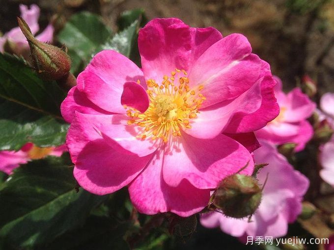 月季推荐,薰衣草之梦月季(图2) 月季推荐,薰衣草之梦月季(图2)