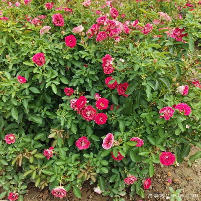 如何在干旱地区成功种植乔灌木?(图2) 如何在干旱地区成功种植乔灌木?(图2)