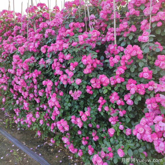 园林景观设计中植物配置原则(图1)