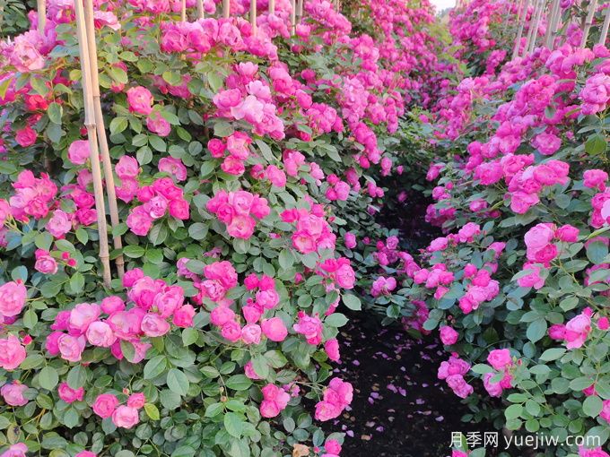 四种常见花卉的冬季养护技巧，月季​冬天的阳光宠儿(图1)