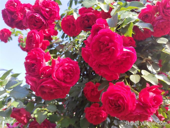 佛罗伦蒂娜月季特点,蒂娜常见问题(图1) 佛罗伦蒂娜月季特点,蒂娜常见问题(图1)