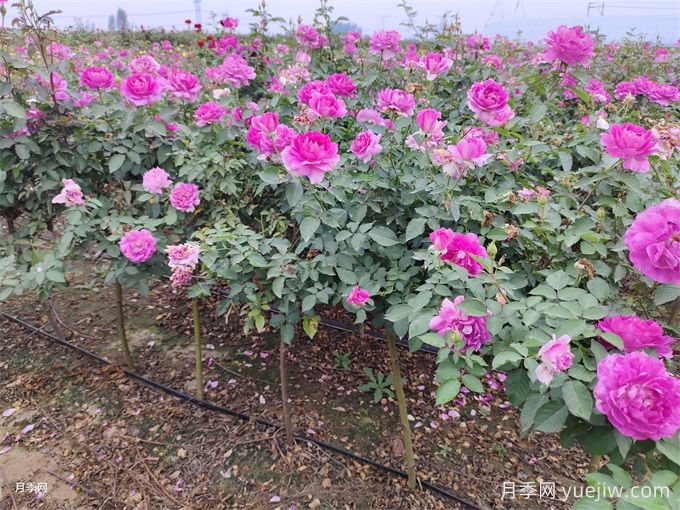 月季用什么土壤种植最好？(图1)