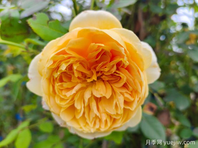 推荐8个南方四季爆花月季(图2) 推荐8个南方四季爆花月季(图2)