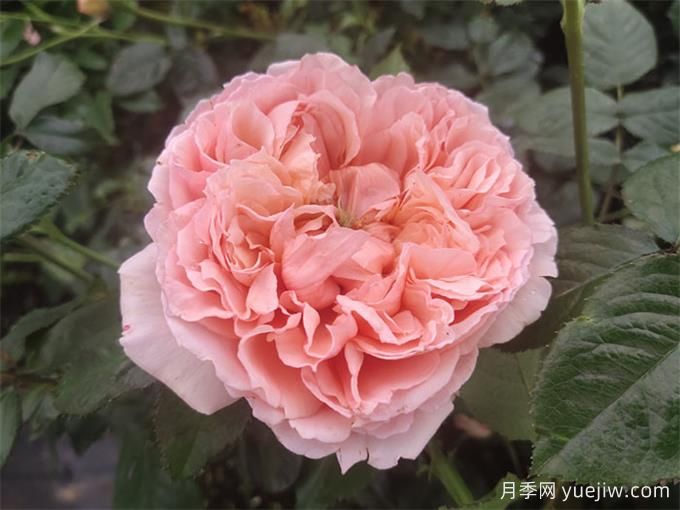 推荐8个南方四季爆花月季(图3) 推荐8个南方四季爆花月季(图3)