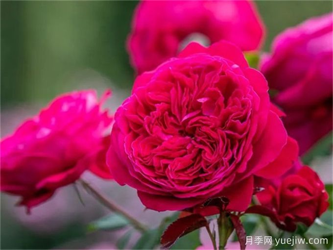 皇家胭脂,一场视觉与嗅觉的盛宴(图1) 皇家胭脂,一场视觉与嗅觉的盛宴(图1)