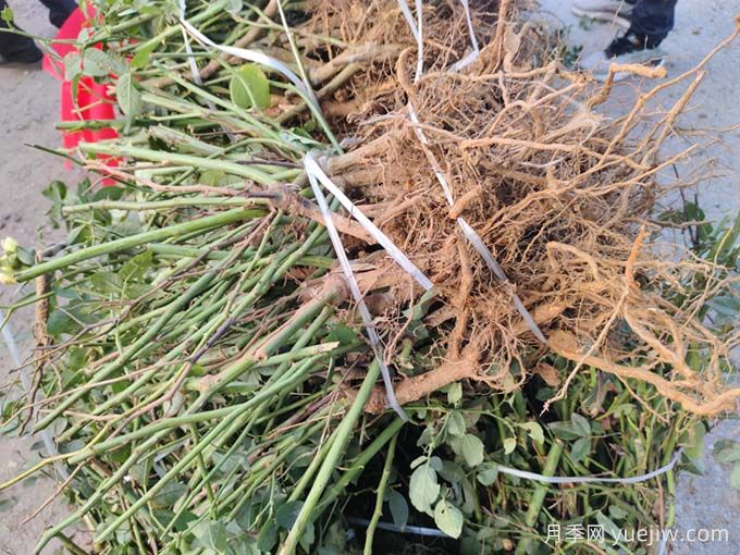 月季裸根苗何时种?选多大的花盆?(图2) 月季裸根苗种植时间?盆栽和地栽种植方法(图2)