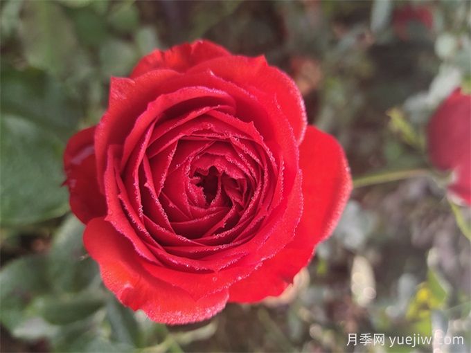 好养月季清单,阳台、地栽都有(图1) 好养月季清单,阳台、地栽都有(图1)