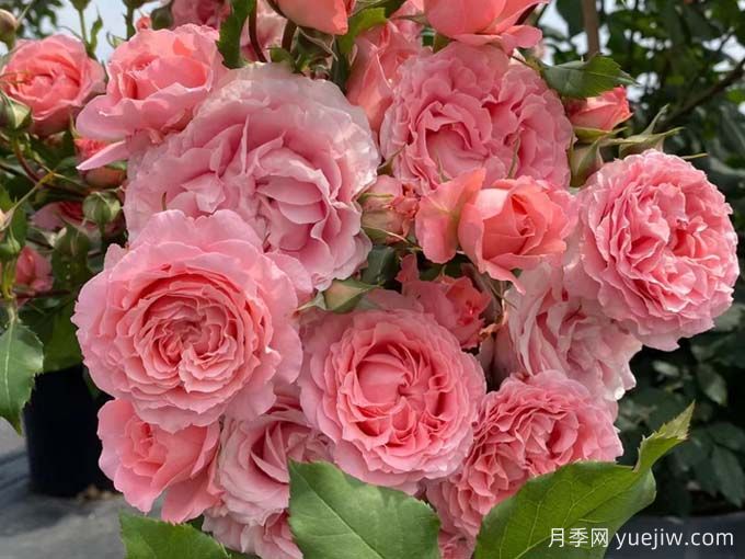 好养月季清单,阳台、地栽都有(图2) 好养月季清单,阳台、地栽都有(图2)