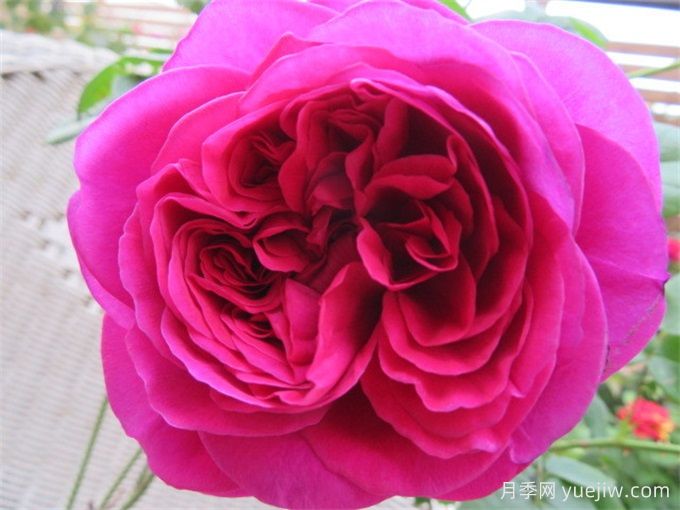 伊芙红色伯爵月季(图1) 伊芙红色伯爵月季(图1)