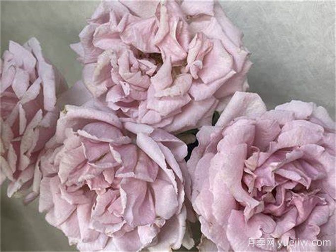 伊芙香袋月季(图1) 伊芙香袋月季(图1)