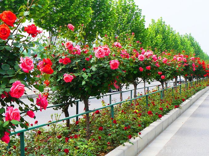 行道树施肥方式和肥料的选择(图1) 行道树施肥方式和肥料的选择(图1)