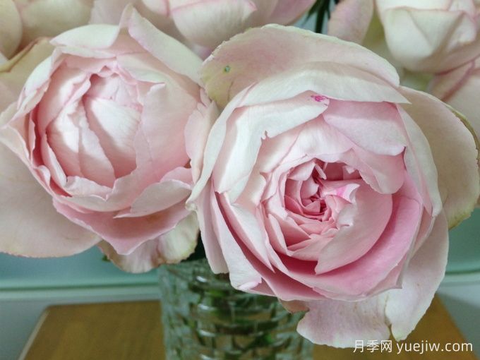 伊芙玛利亚伯爵月季/玛丽伯爵(图1) 伊芙玛利亚伯爵月季/玛丽伯爵(图1)